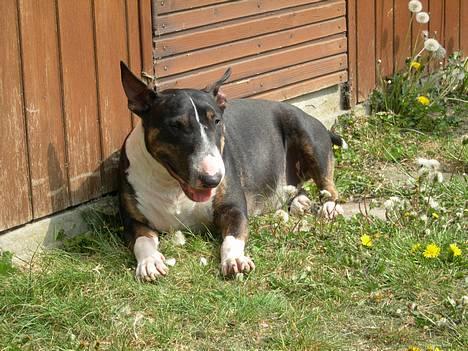 Bullterrier miniature   tazz billede 7
