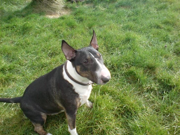 Bullterrier miniature   tazz billede 8