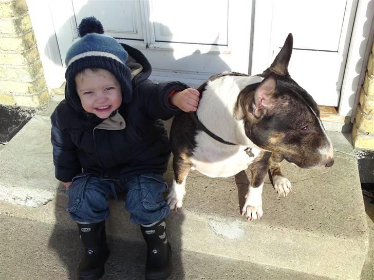 Bullterrier miniature   tazz billede 9