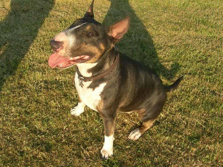 Bullterrier miniature   tazz - dejlige tazz billede 10