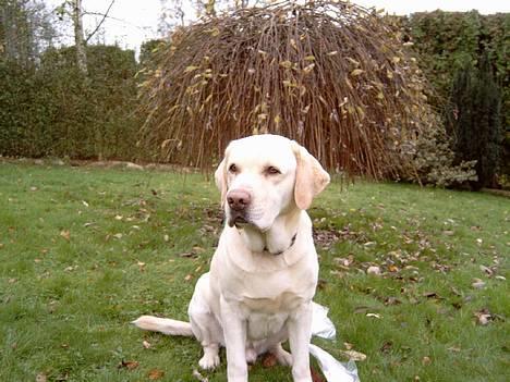 Labrador retriever Meeko - I Am BEuTY  billede 1