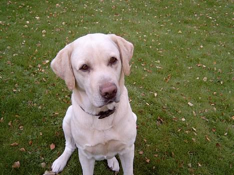 Labrador retriever Meeko - er du frisk på at kigge på skønne mig for det kan godt være du for store øjne..  *hehe* billede 2