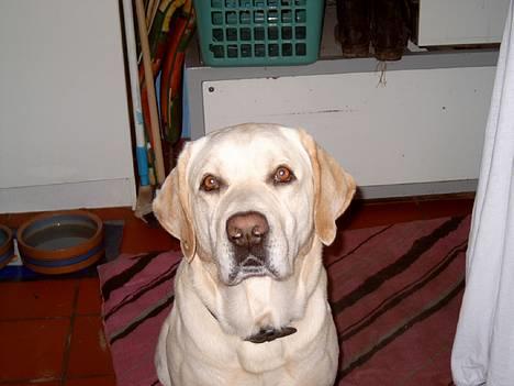 Labrador retriever Meeko - JaH tAg Et TiL BiLlEdE    fOr JeG eR aLtSå SmUk På BiLlEdEr billede 3