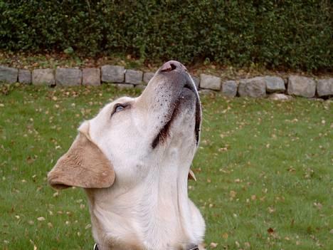 Labrador retriever Meeko - hov hvad er det der oppe................................................ billede 4
