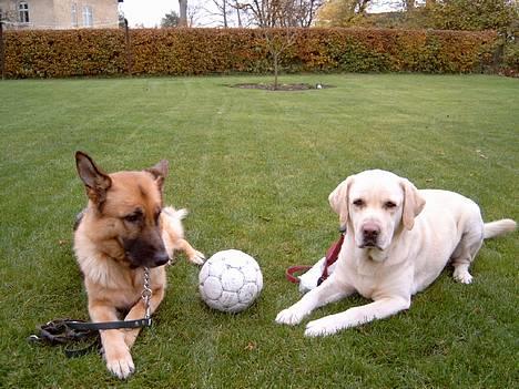 Labrador retriever Meeko - du må godt tage bolden min ven..   (MEN JEG VIL ALTSÅ HAVE DEN!) billede 7