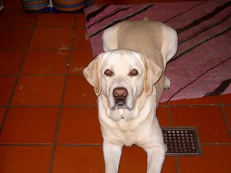 Labrador retriever Meeko - HvA eR dEt Du HaR dEr DeT bLiNkEr  ? billede 10