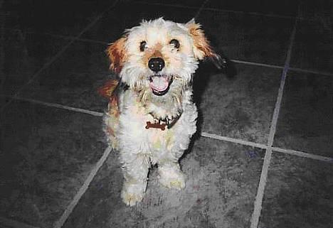 Blanding af racer Bimmer  † - Halløj...!   :P billede 1