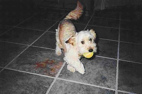 Blanding af racer Bimmer  † - "Vil du kaste bolden til mig??"    (Billedet er taget den dag han blev aflivet) billede 2