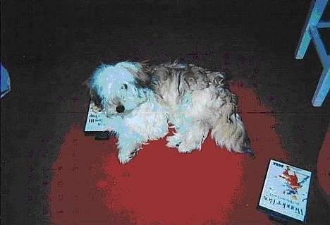 Blanding af racer Bimmer  † - LANGHÅRET..-Kan man vist godt kalde det..!? billede 3