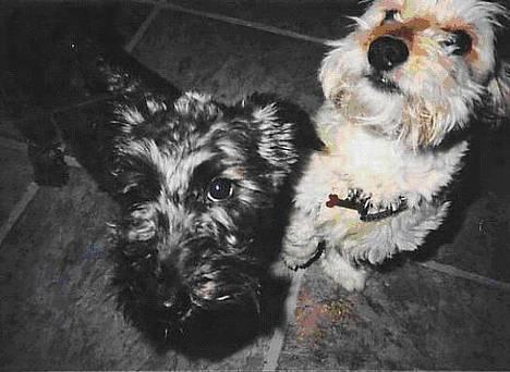 Blanding af racer Bimmer  † - Line og Bimme.... billede 4