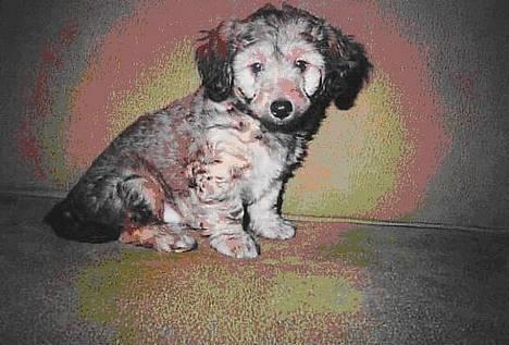 Blanding af racer Bimmer  † - Bimmer som lille vaps...!   Er han ikke sød??    Er ved at skifte farve... -Han havde en sjov farve da han var lille.. billede 5