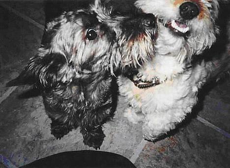 Blanding af racer Bimmer  † - Møøzzz....! billede 7