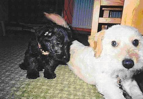 Blanding af racer Bimmer  † - Lille bitte Line og "kæmpe" stoore Bimme...-Det er som om at han siger: "Se lige hvor stor jeg er...!!!" billede 8