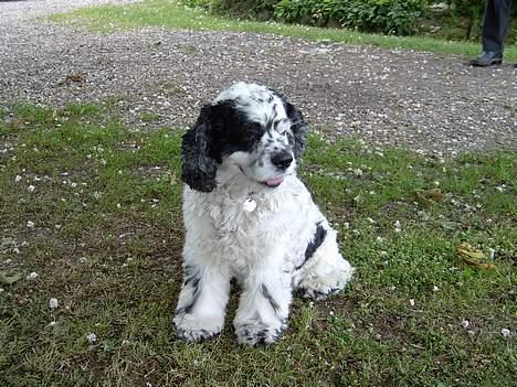 Amerikansk cocker spaniel rubber *død* - her er jeg billede 1