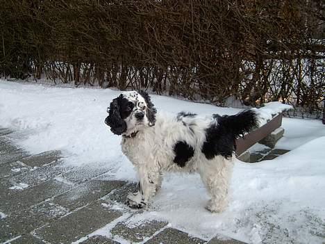 Amerikansk cocker spaniel rubber *død* - jubi sne billede 2