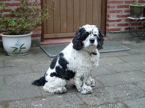 Amerikansk cocker spaniel rubber *død* - jeg er  søød billede 3