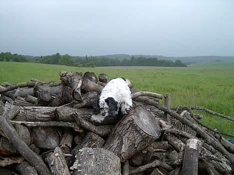 Amerikansk cocker spaniel rubber *død* - jev ved der er mus her et sted billede 5