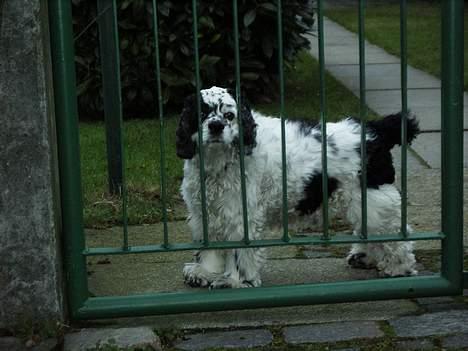 Amerikansk cocker spaniel rubber *død* - jeg sværger... det var ikke mig billede 6