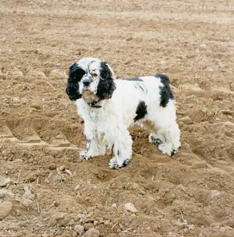 Amerikansk cocker spaniel rubber *død* - jord jord og atter jord. billede 7