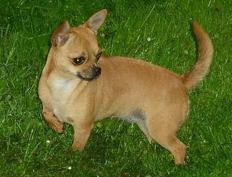 Chihuahua zessa billede 1