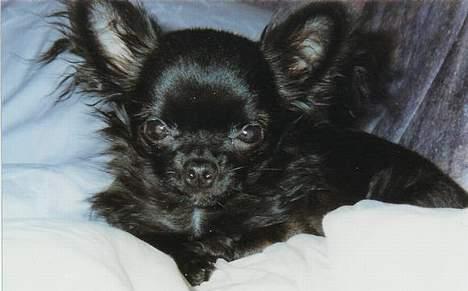 Chihuahua Gizmo (død) billede 1