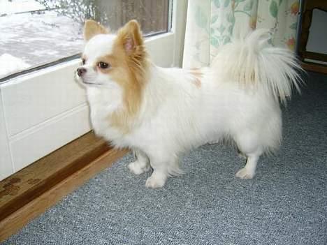 Chihuahua Puma (død) billede 1