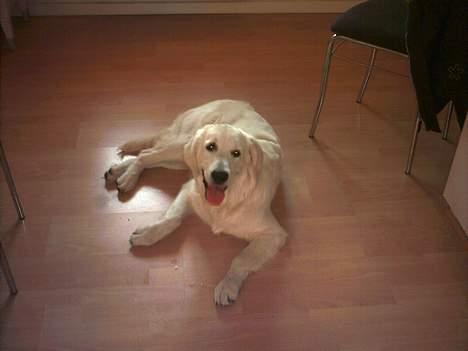Golden retriever Mille - Billederne kommer i korrekt kronologisk rækkefølge efter dette.. billede 1