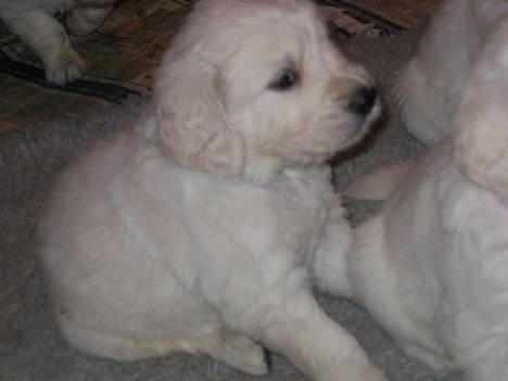 Golden retriever Mille - Ældste billede billede 2