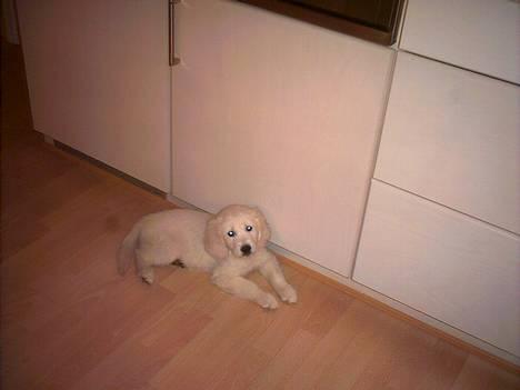 Golden retriever Mille billede 3