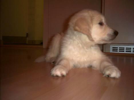 Golden retriever Mille billede 4