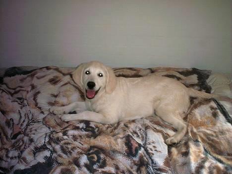 Golden retriever Mille billede 5