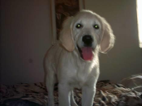 Golden retriever Mille billede 6