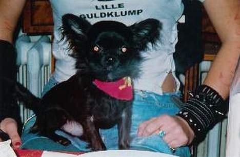 Chihuahua Gizmo (død) billede 2