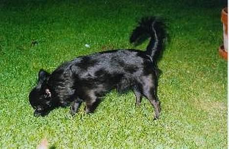 Chihuahua Gizmo (død) billede 3