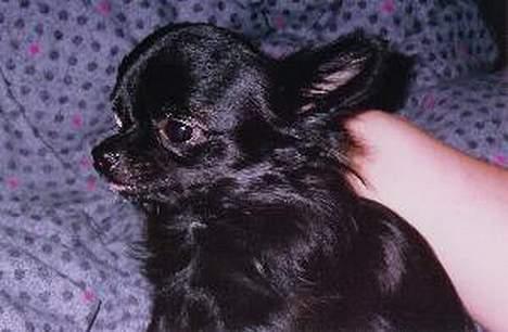 Chihuahua Gizmo (død) billede 4
