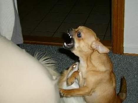 Chihuahua zessa - Bare fordi man er lille, kan man godt være "farlig". billede 2