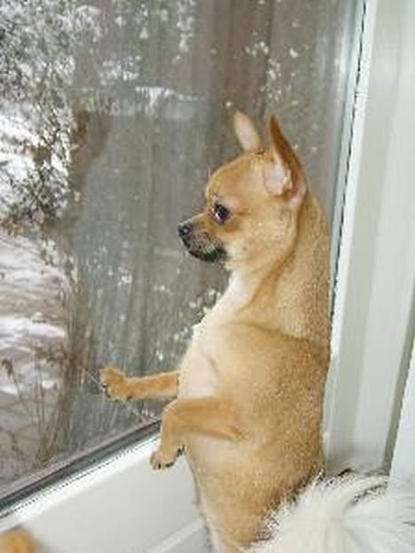 Chihuahua zessa - venter på far... billede 3