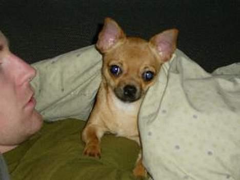Chihuahua zessa - go´morgen ! billede 4