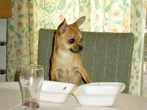 Chihuahua zessa - hva... er der ikke mere mad ? billede 5