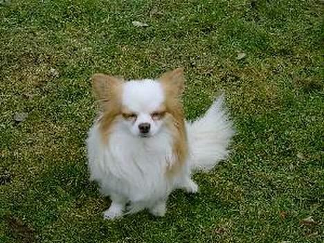 Chihuahua Puma (død) billede 2