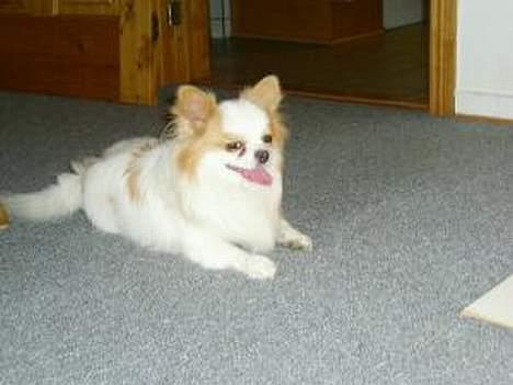 Chihuahua Puma (død) billede 3