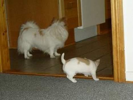 Chihuahua Puma (død) billede 4