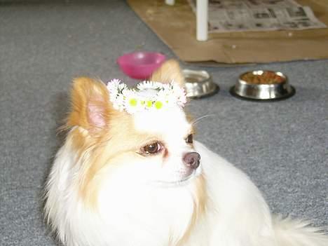 Chihuahua Puma (død) billede 5