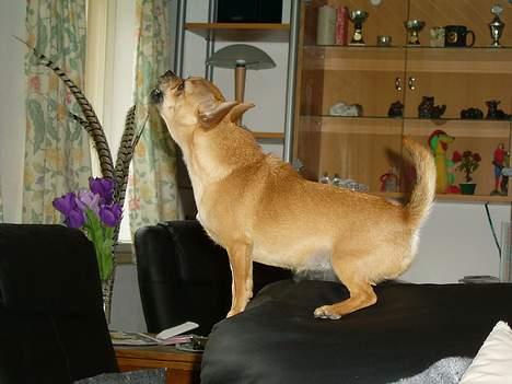 Chihuahua zessa billede 6