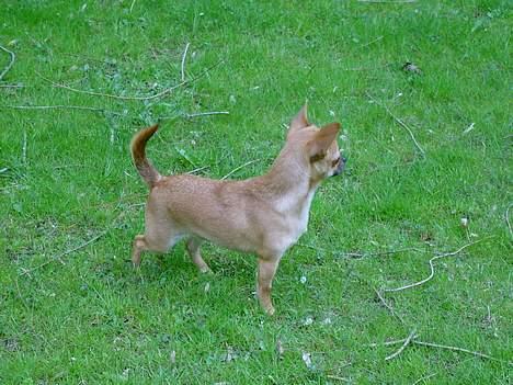 Chihuahua zessa - Zessa i jagt position. billede 7