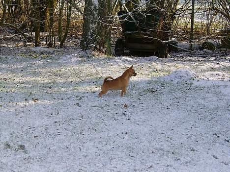 Chihuahua zessa billede 8