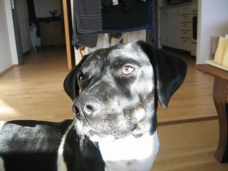 Blanding af racer Kenzo - Kenzo :) billede 1