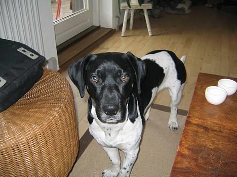 Blanding af racer Kenzo - Tror du jeg er dum?....ja? billede 2