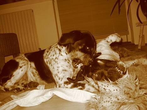 Blanding af racer Kenzo - Skændes lidt med kranen hehe billede 4