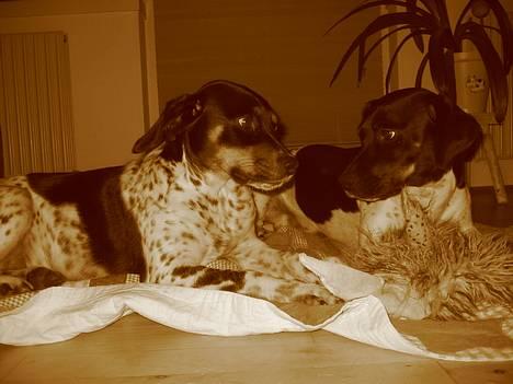 Blanding af racer Kenzo - Så blev de gode venner igen  billede 5